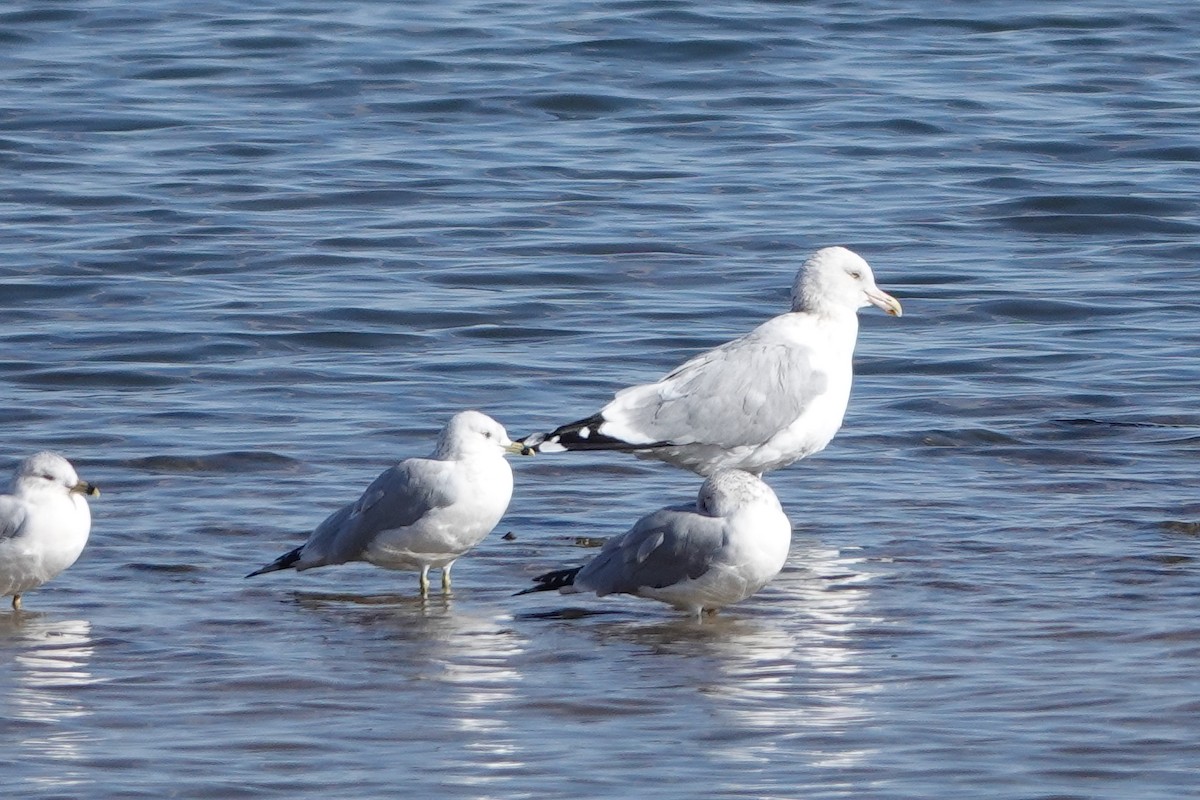 Herring Gull - ML389121201