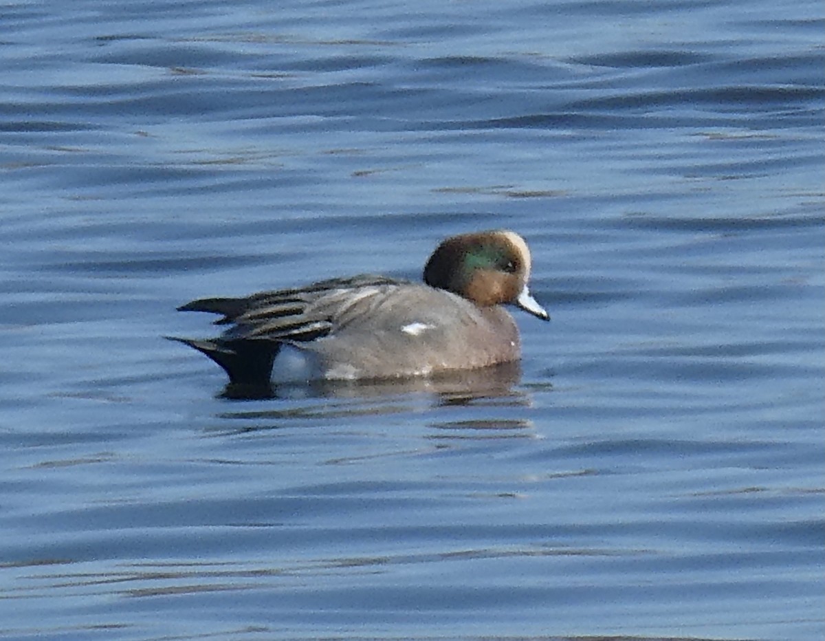 Eurasian Wigeon - ML389124261