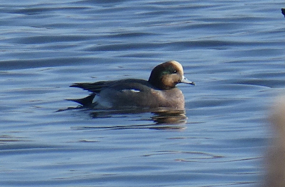 Eurasian Wigeon - ML389124331