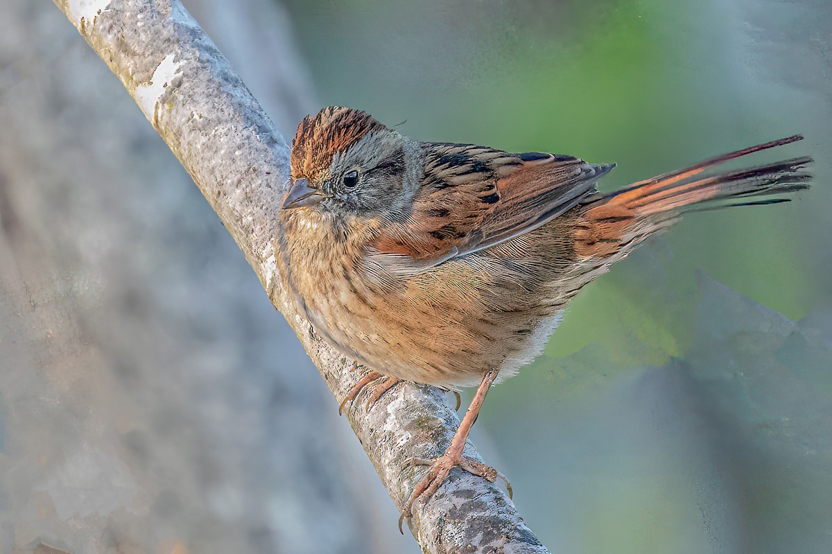 Swamp Sparrow - ML389124731