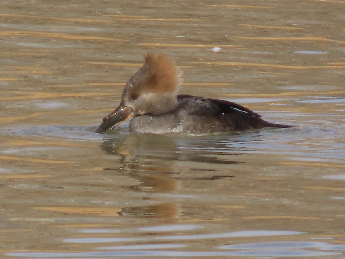 Hooded Merganser - ML389124961