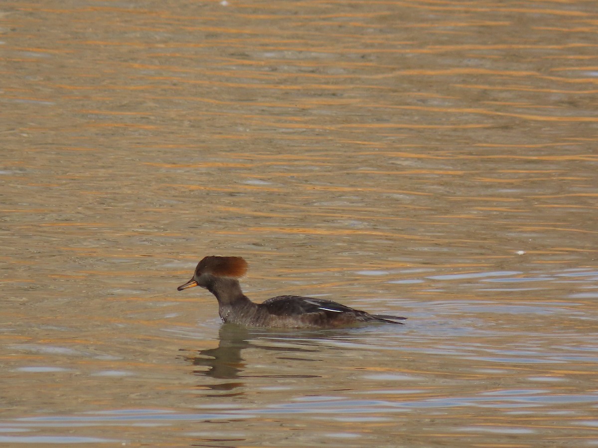 Hooded Merganser - Diane Roberts