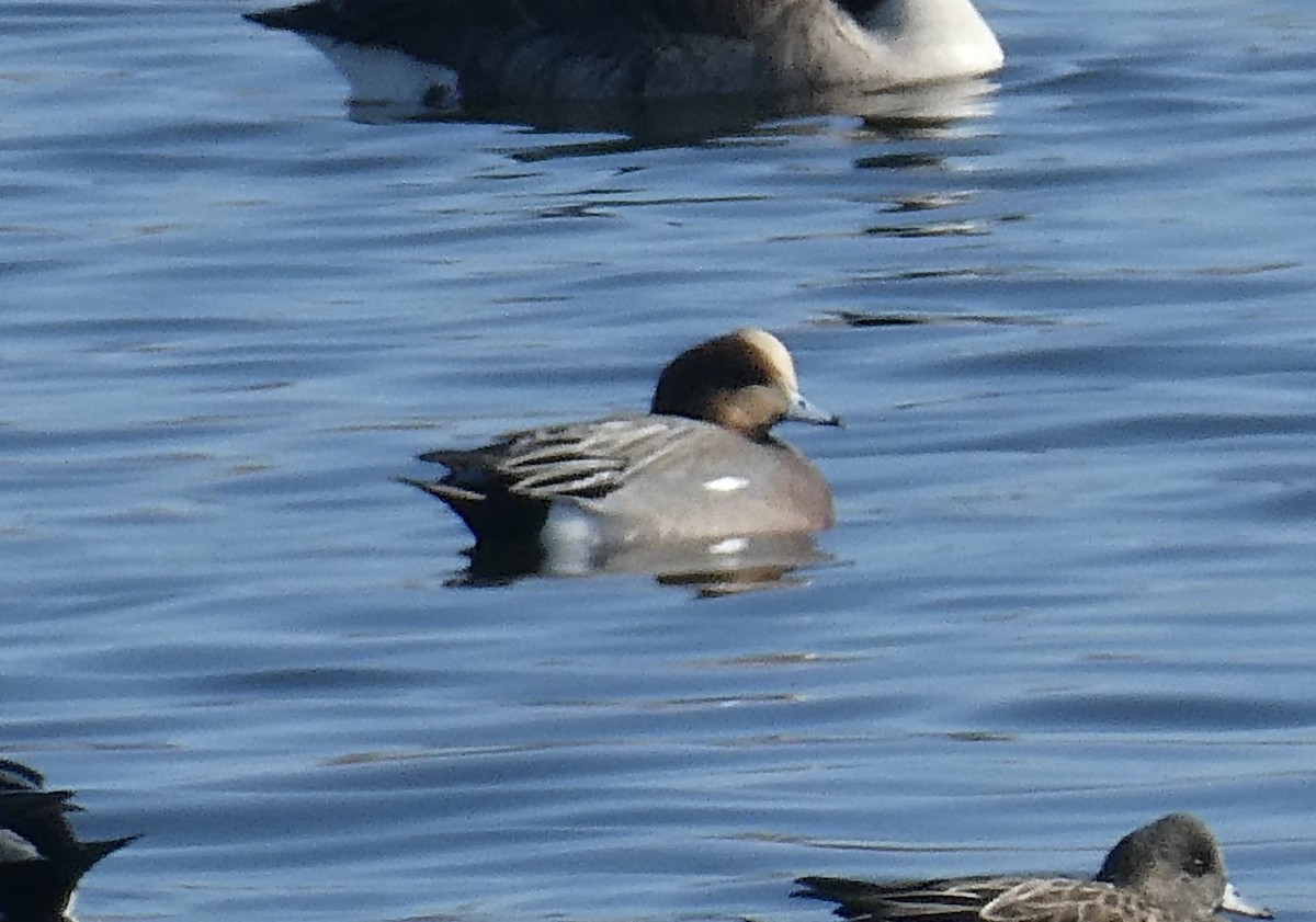 Eurasian Wigeon - ML389125521