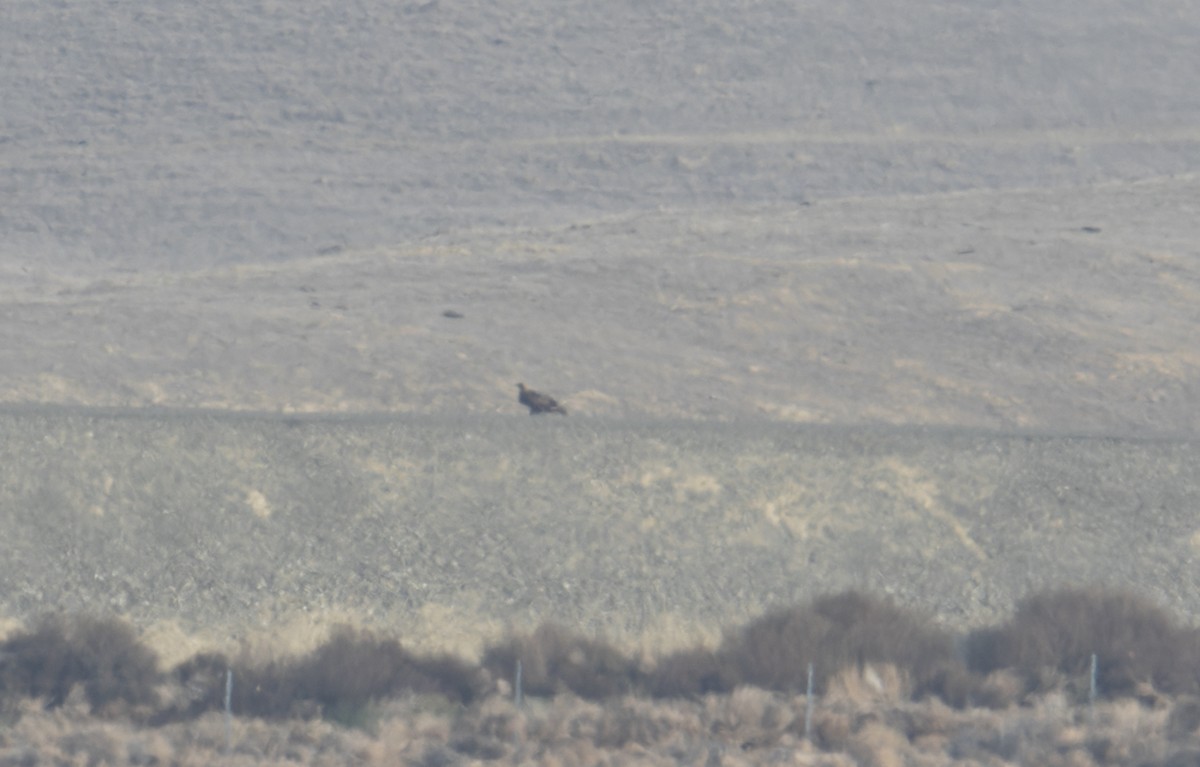 Águila Real - ML389128721