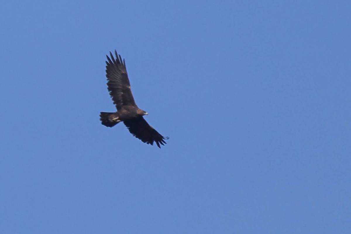 Golden Eagle - ML389130491