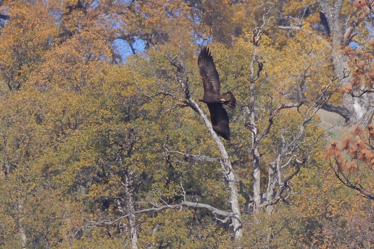 Golden Eagle - ML389130511
