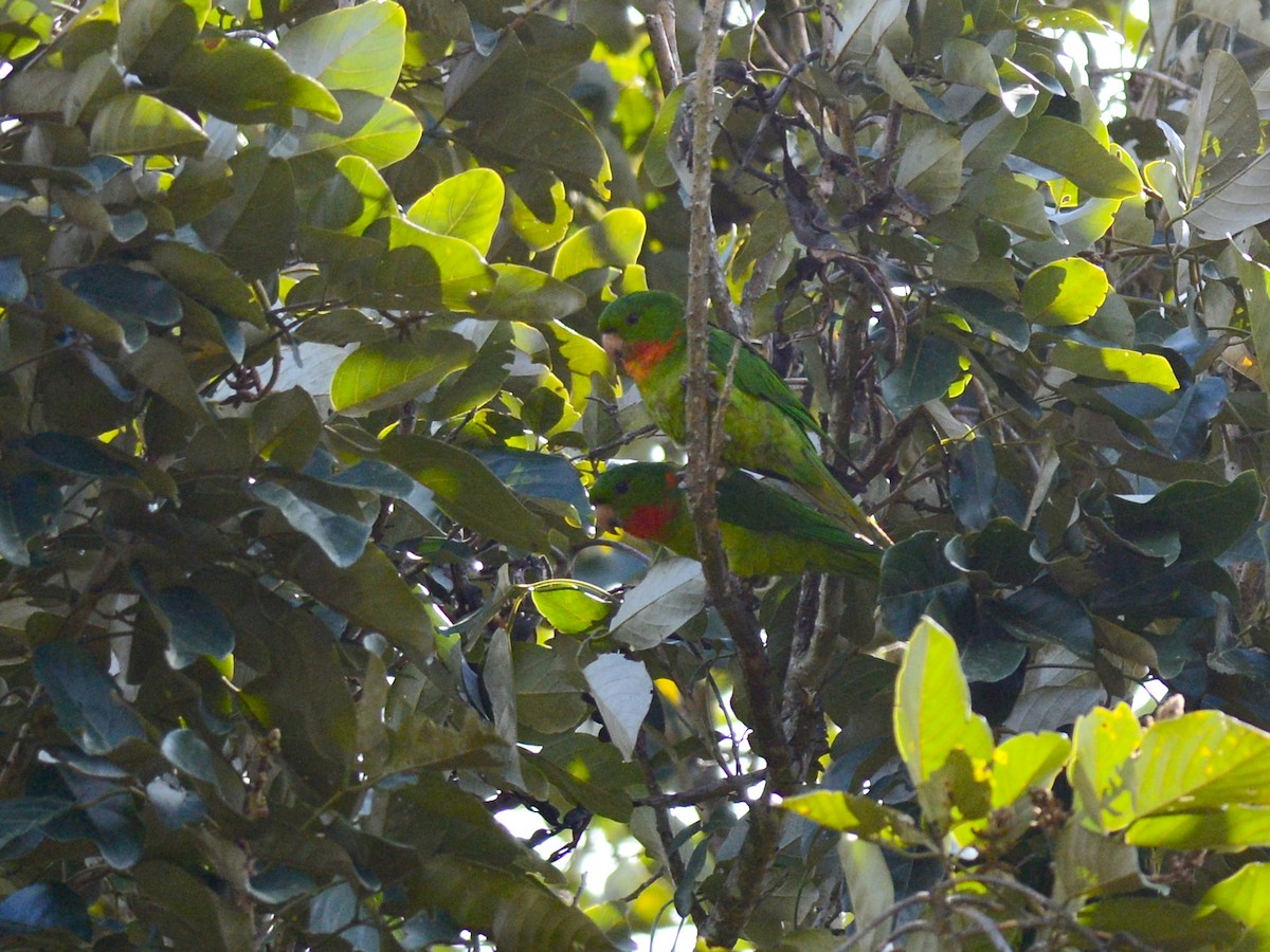 Meksika Yeşil Papağanı - ML38913121