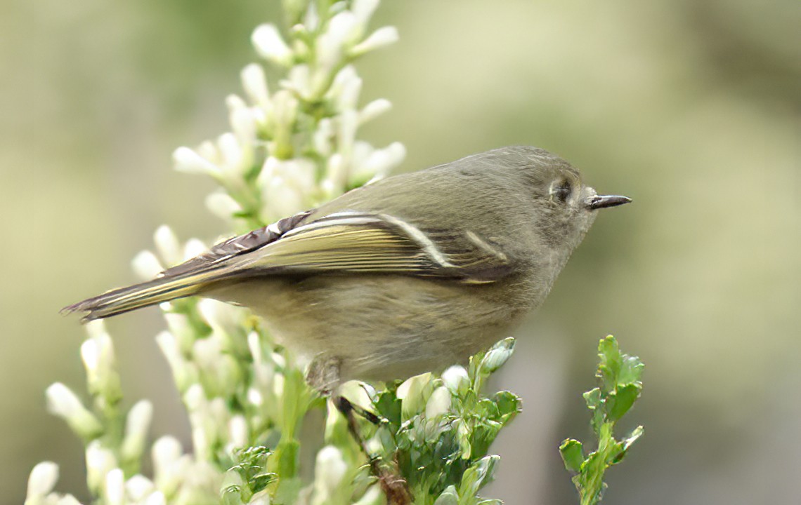 Ruby-crowned Kinglet - George Nothhelfer