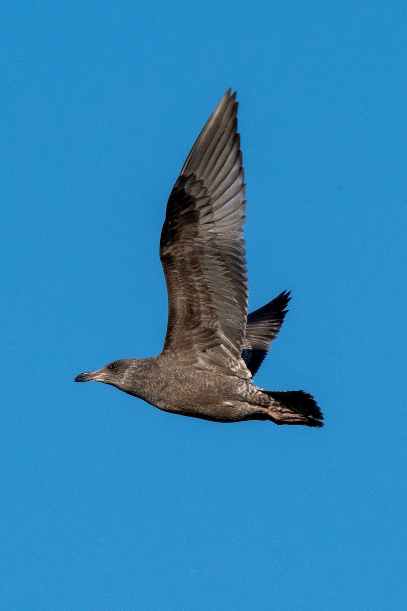 Herring Gull - ML389132721