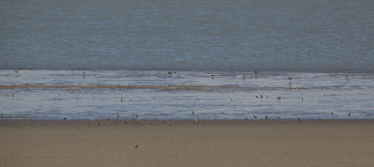 Black-bellied Plover - Kendall Watkins