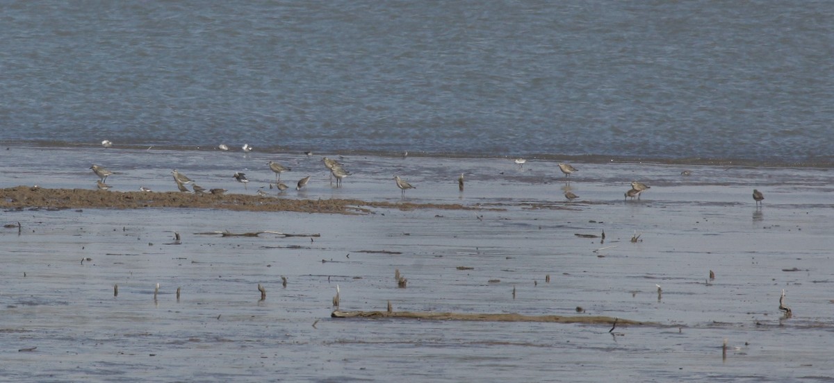 Black-bellied Plover - ML389134781