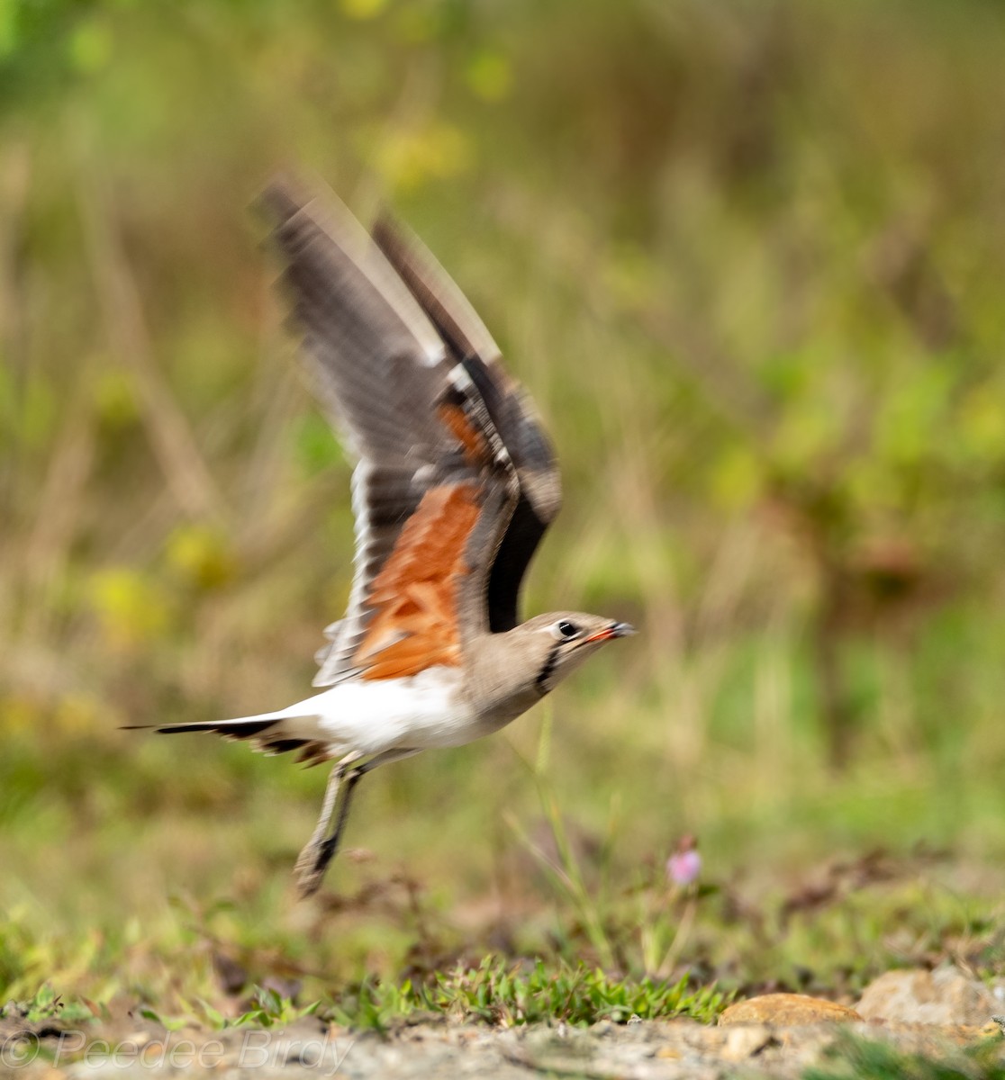 Collared Pratincole - ML389136361