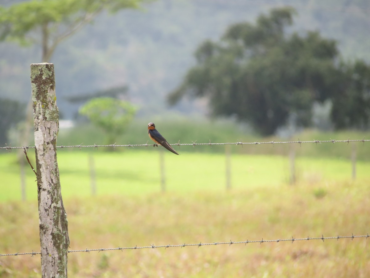 Barn Swallow - Levi Braun