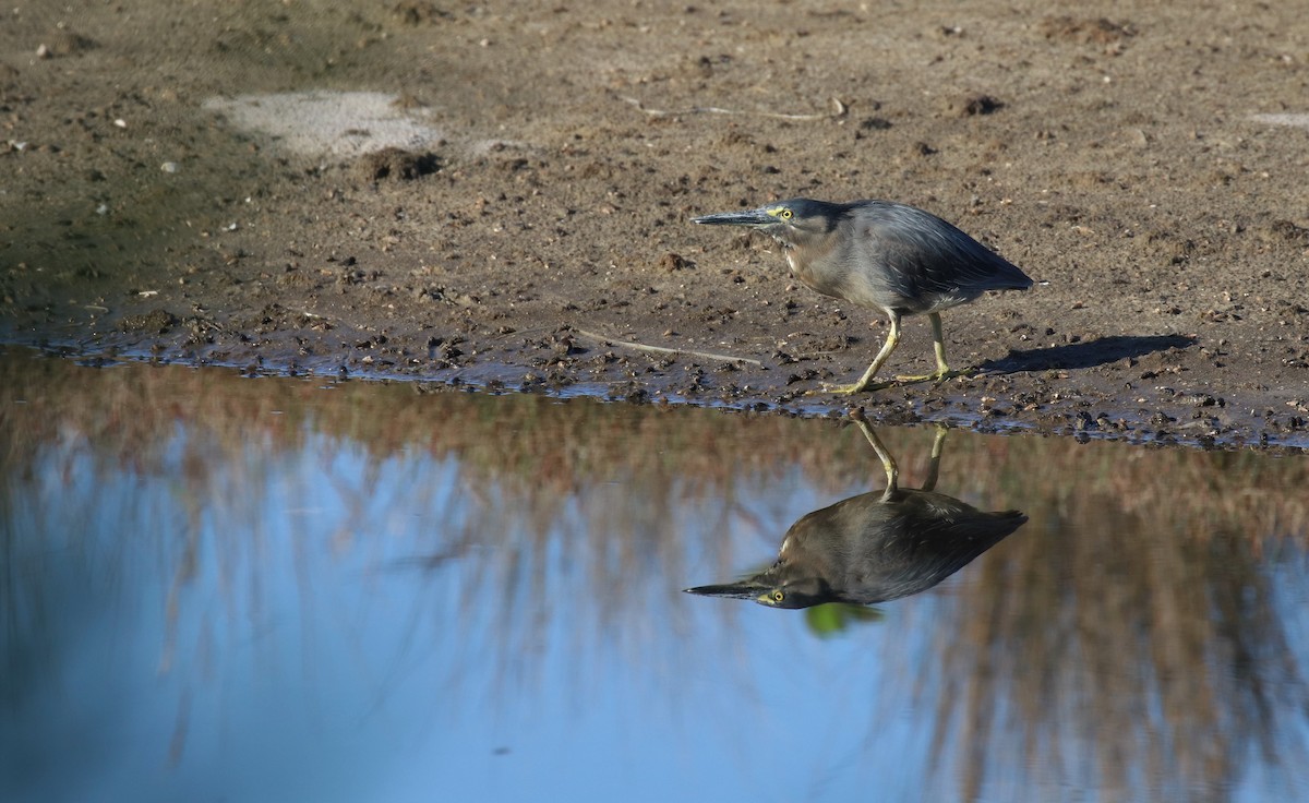 Striated Heron - ML389137761