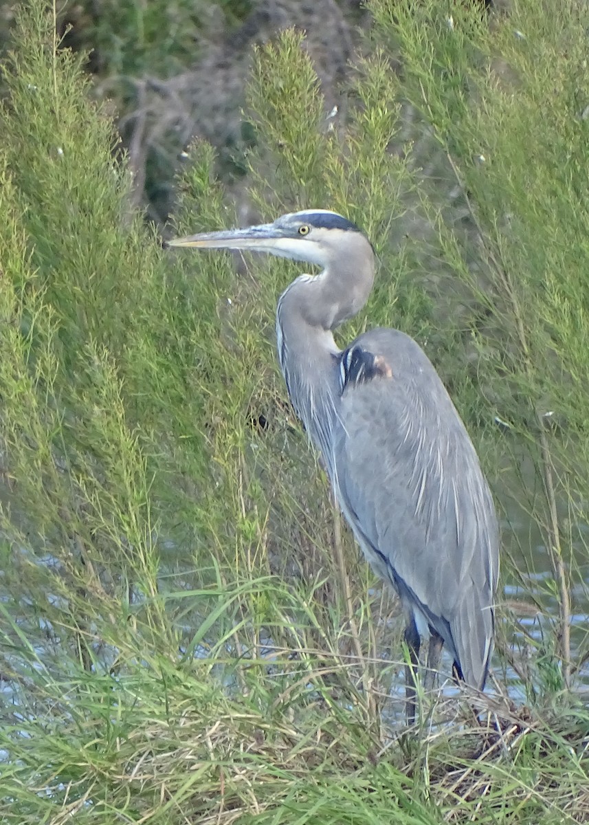 Great Blue Heron - ML389138221