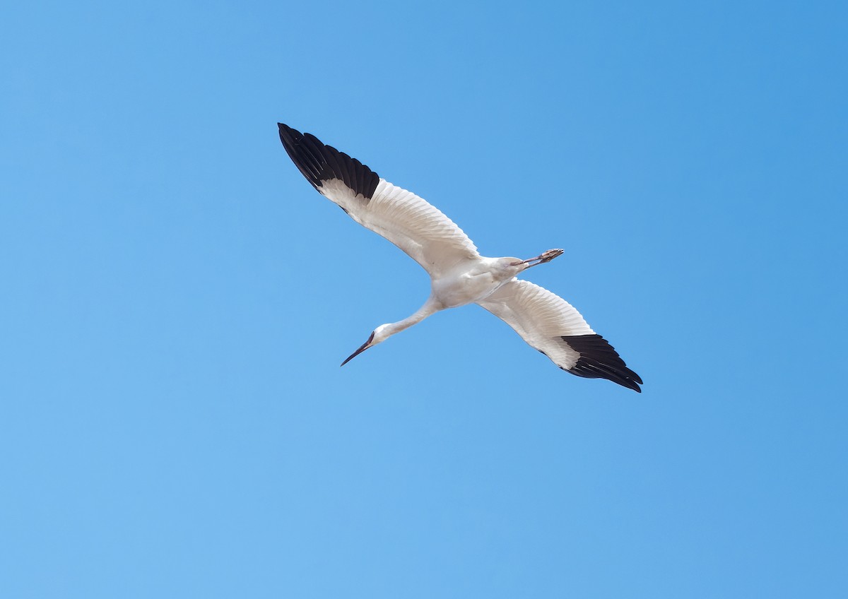 Siberian Crane - 浙江 重要鸟讯汇整