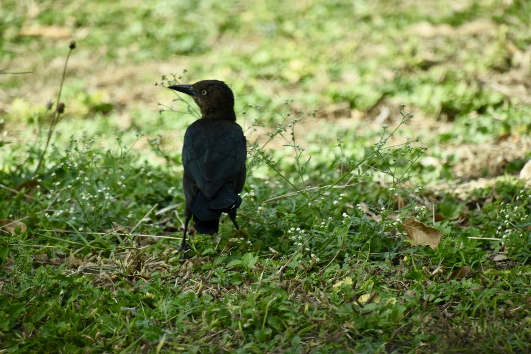 Great-tailed Grackle - Jill Punches