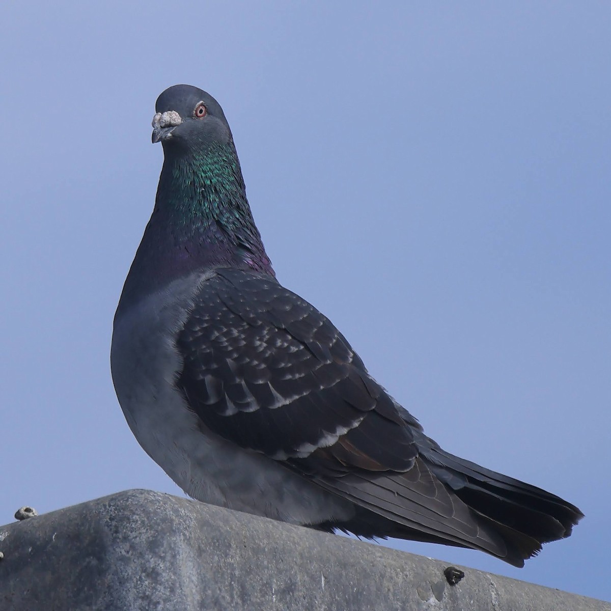 Rock Pigeon (Feral Pigeon) - ML389142191