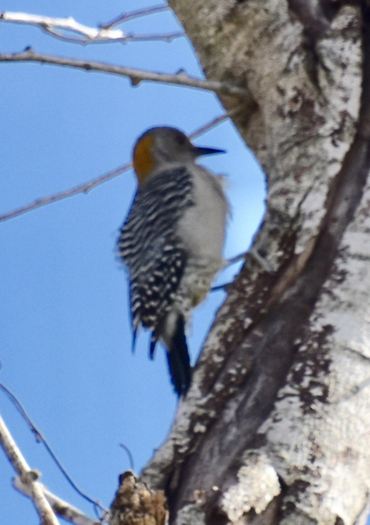 Golden-fronted Woodpecker - Jill Punches