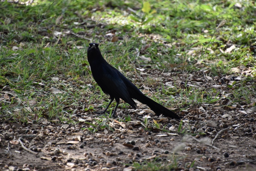 Great-tailed Grackle - Jill Punches