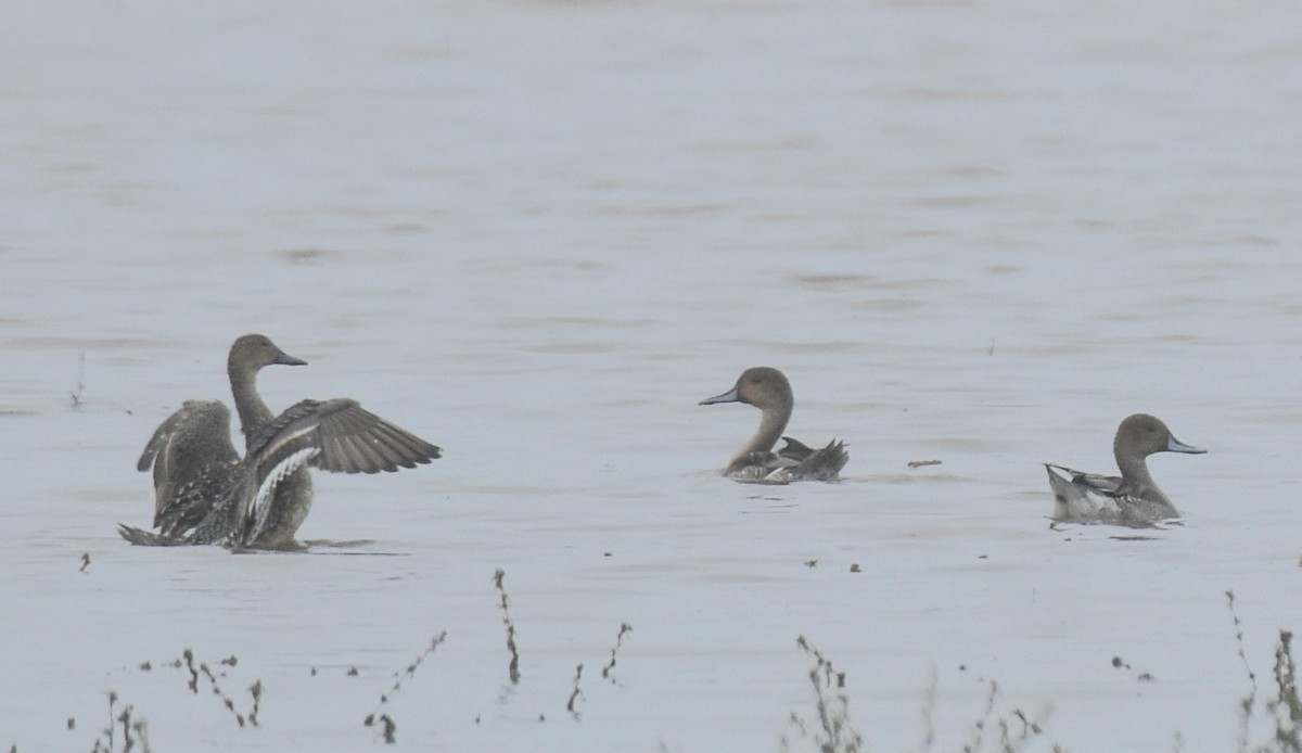 Northern Pintail - Dr Mohammed Umer  Sharieff