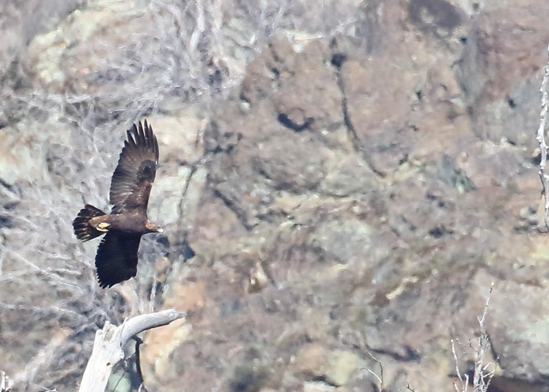 Golden Eagle - ML389148411