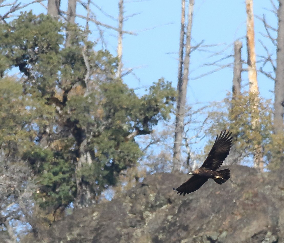 Golden Eagle - ML389148441