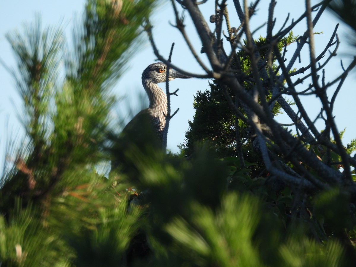 Yellow-crowned Night Heron - ML389148771