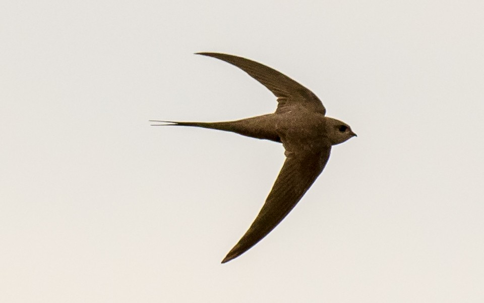 African Palm Swift - Eero Rasi