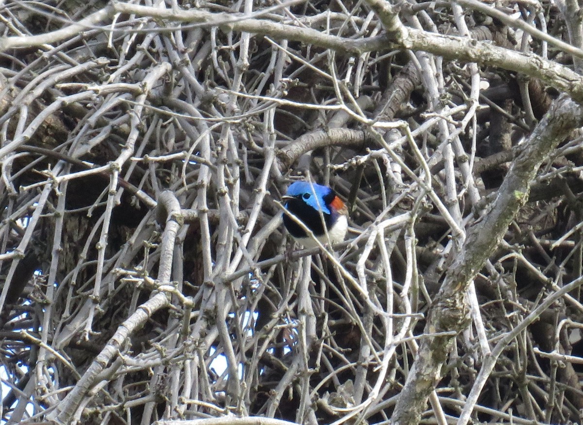 Variegated Fairywren - ML389148911