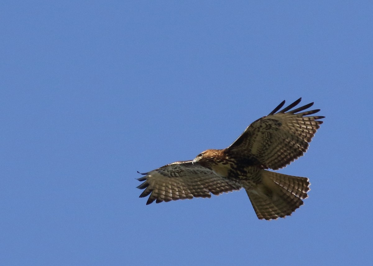 Red-tailed Hawk - ML389148991
