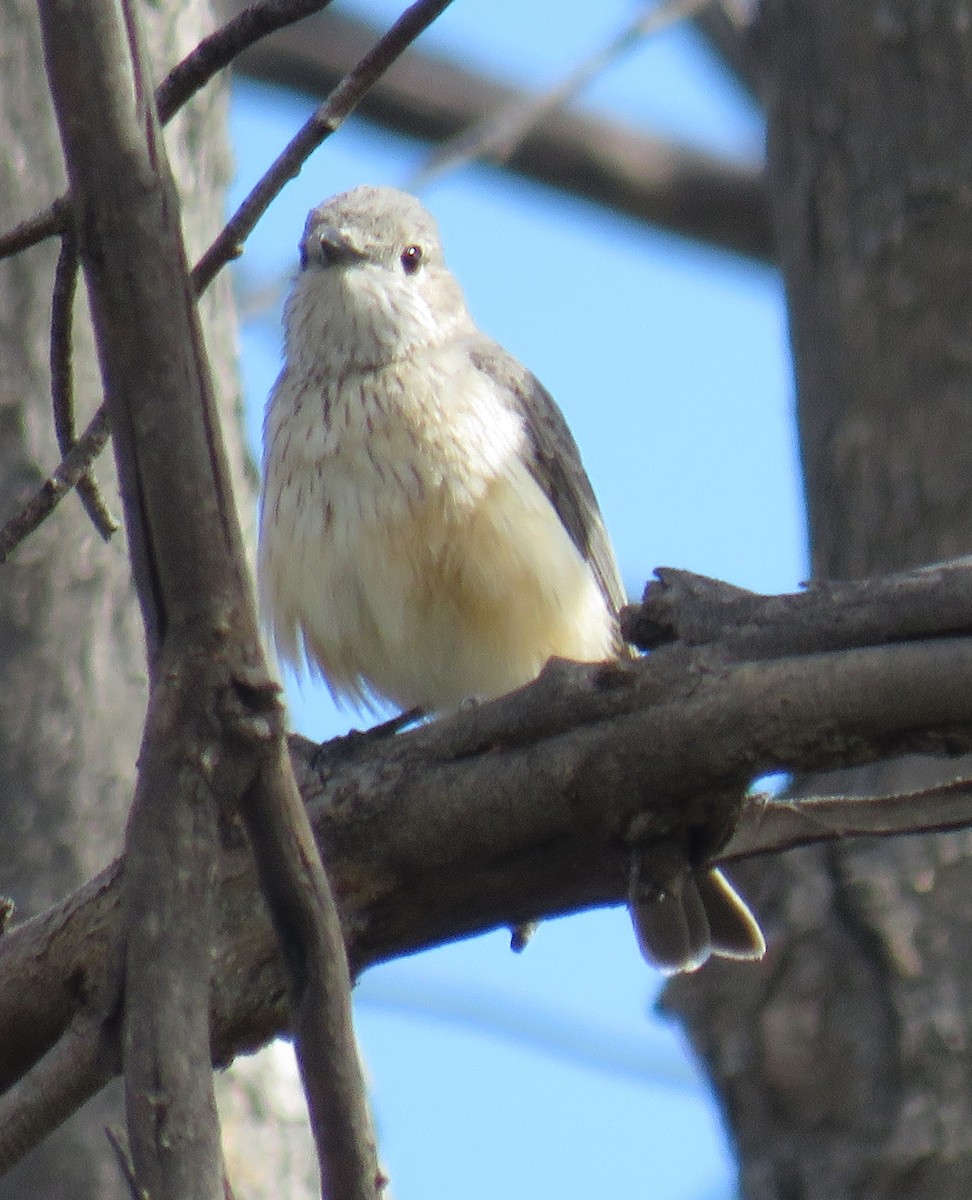 Rufous Whistler - ML389149011