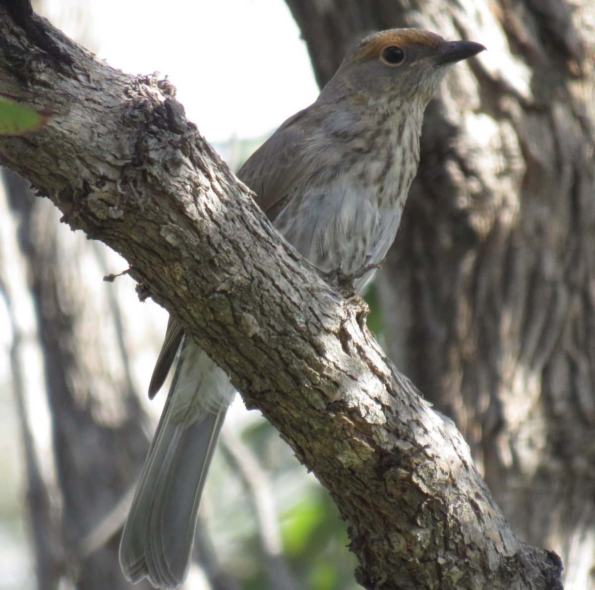 Gray Shrikethrush - ML389149021