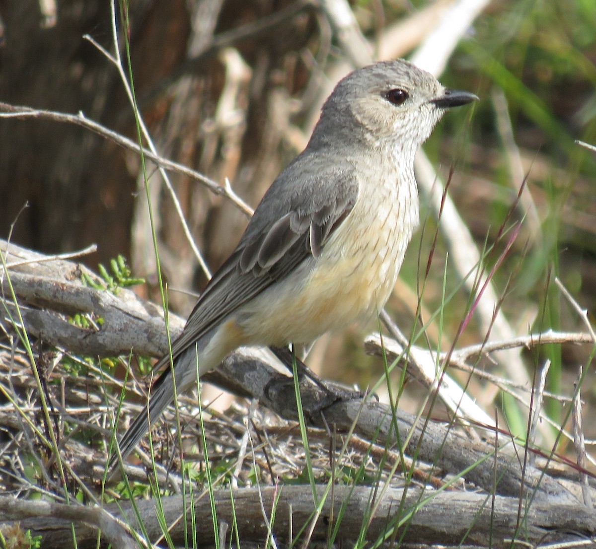 Rufous Whistler - ML389149031