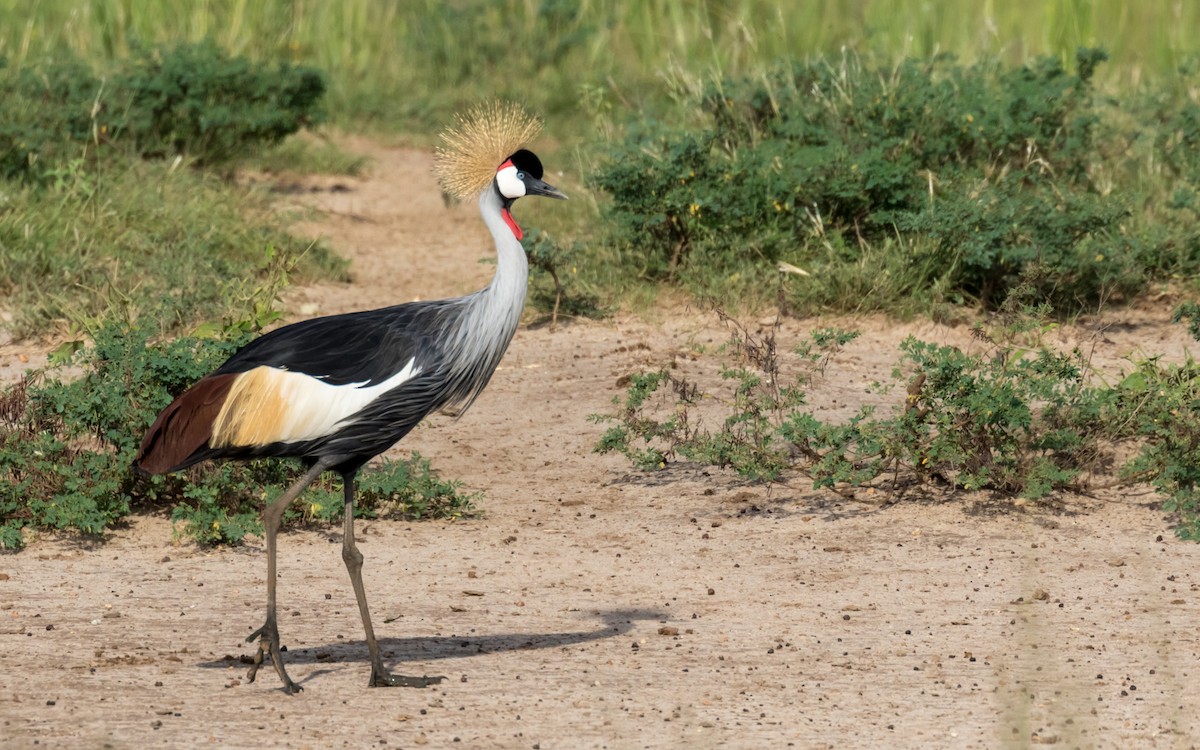 Gray Crowned-Crane - ML389149051