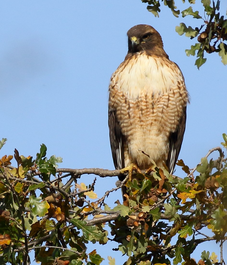 Red-tailed Hawk - ML389149071