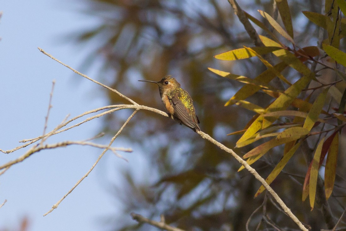 Allen's Hummingbird - ML38914941