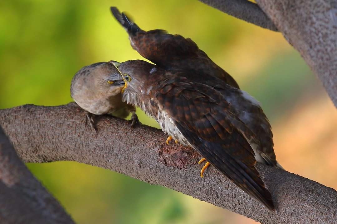 Common Hawk-Cuckoo - ML389149451