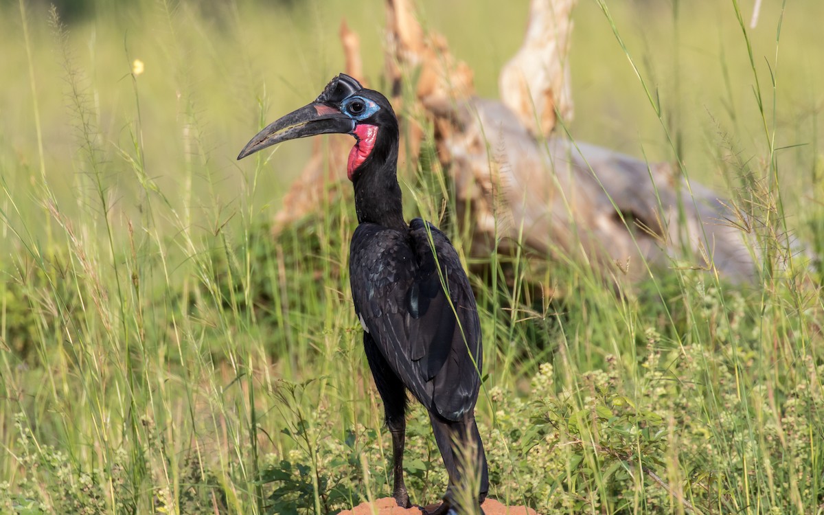 Abyssinian Ground-Hornbill - ML389149601