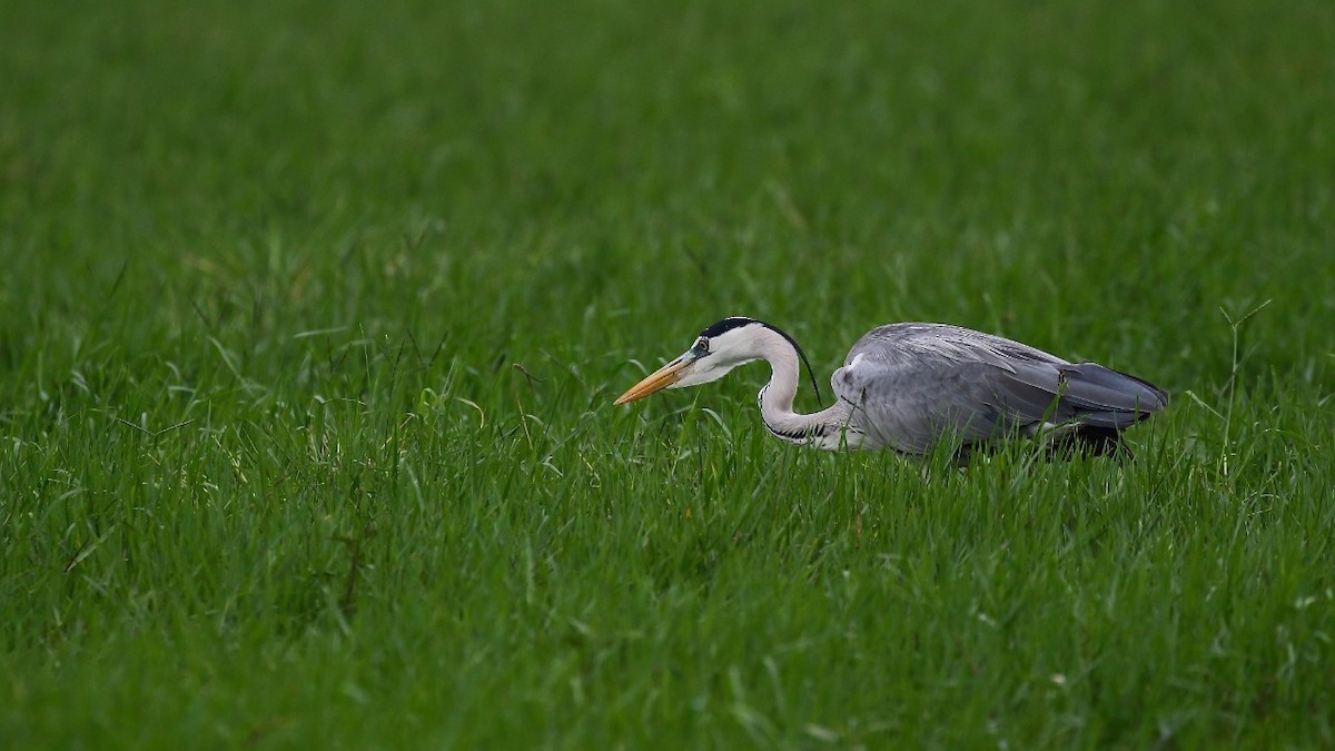 Gray Heron - ML389149841