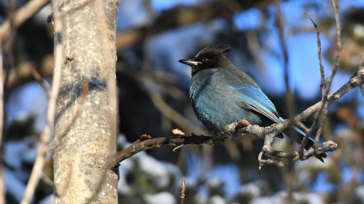 Steller's Jay - Timothy Piranian