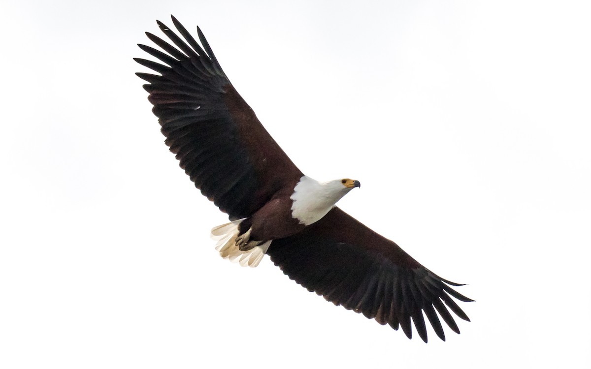 African Fish-Eagle - ML389150141