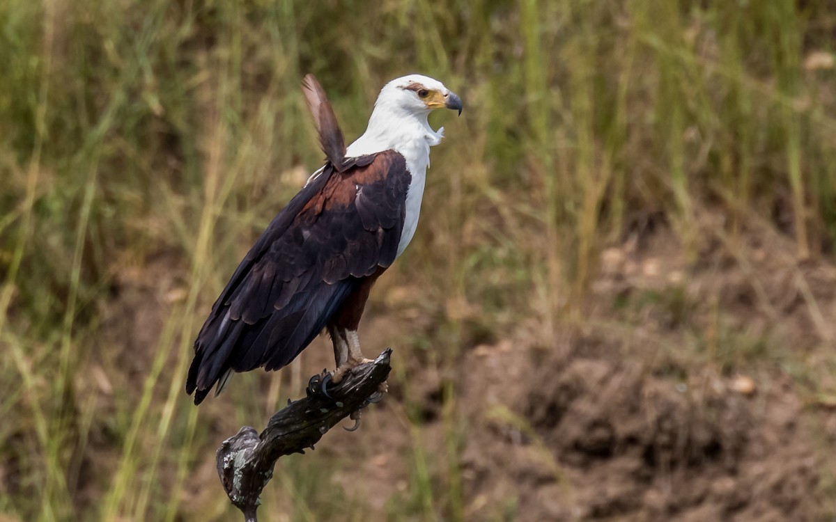 African Fish-Eagle - ML389150151