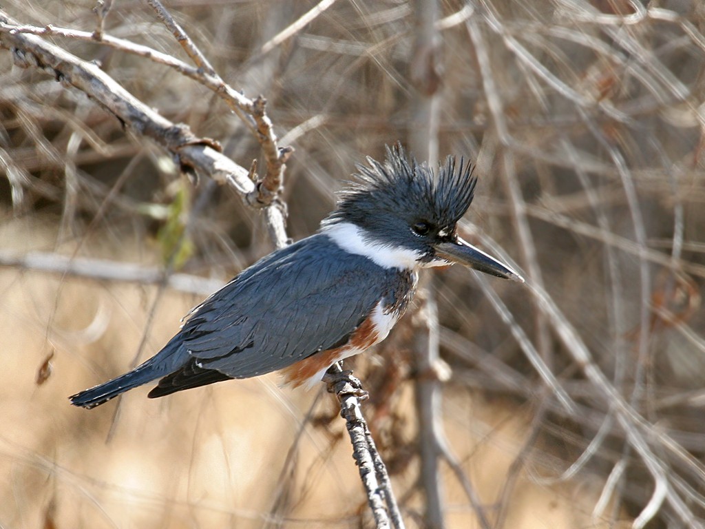 Belted Kingfisher - ML38915061