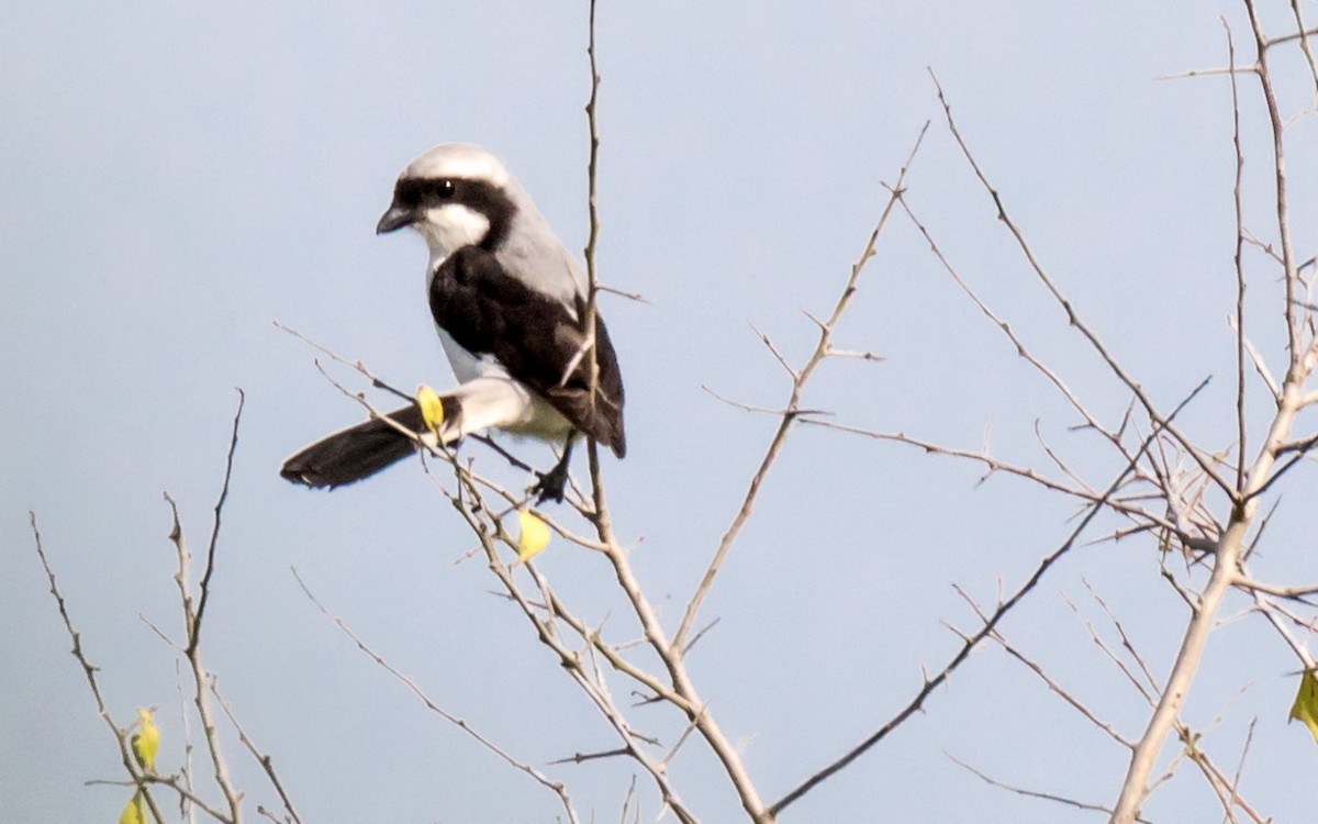 White-rumped Shrike - ML389150661