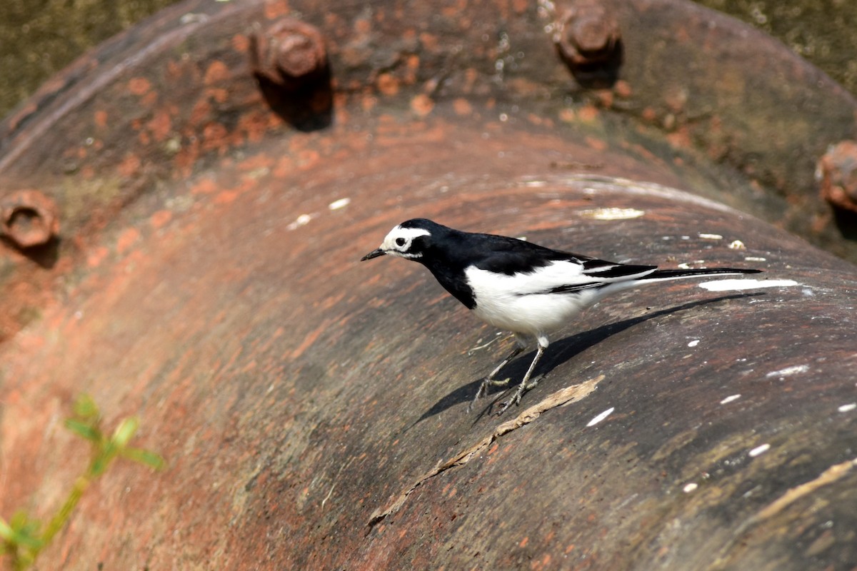 White Wagtail (Hodgson's) - Ajoy Kumar Dawn