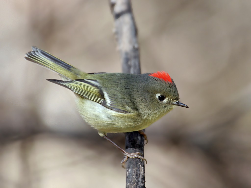 Ruby-crowned Kinglet - ML38915091