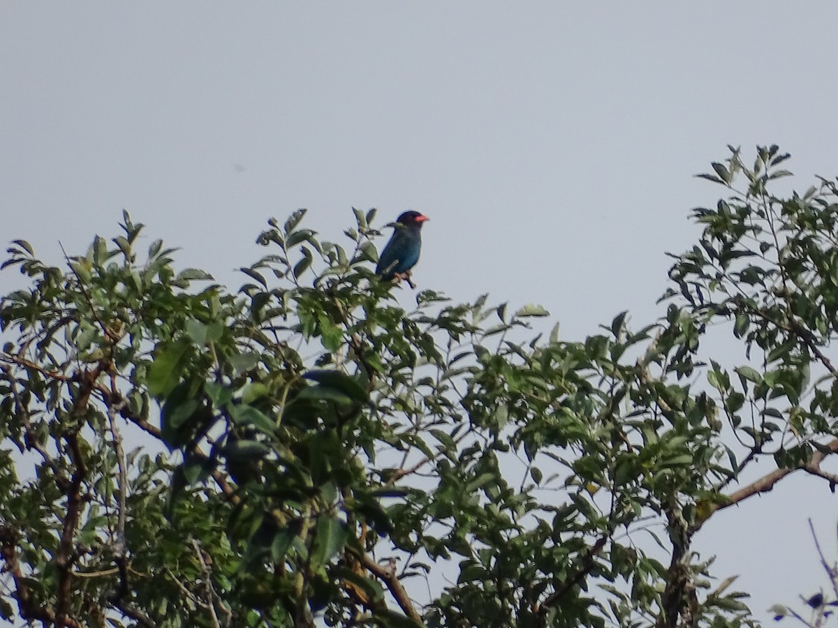 Dollarbird - ML389152551