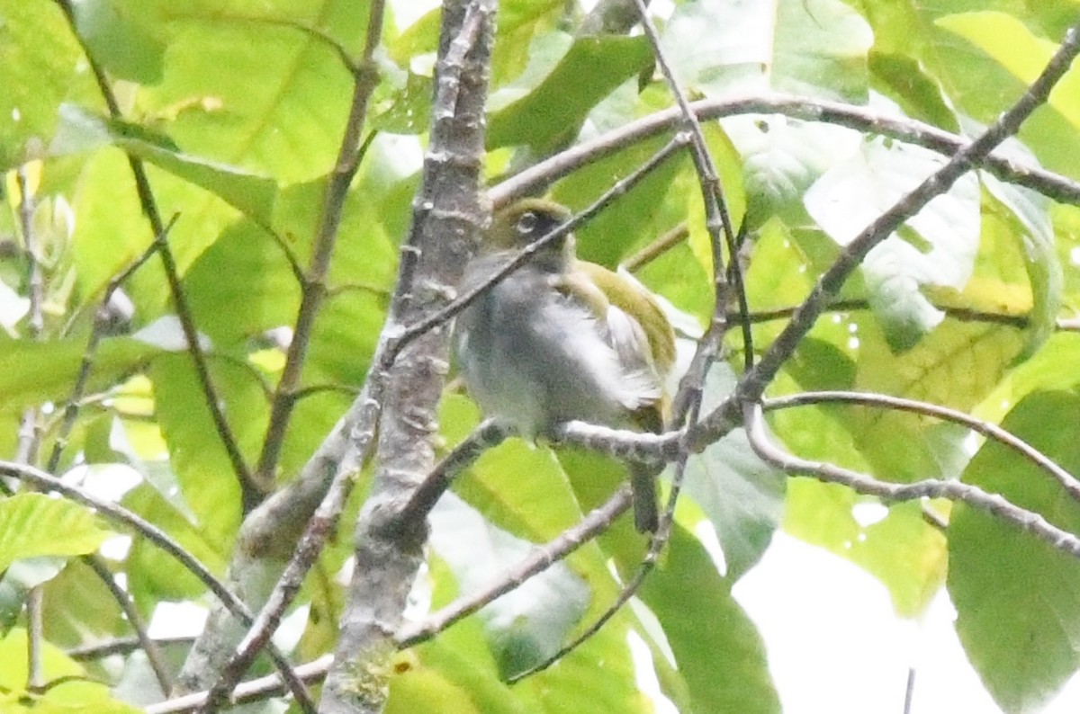 Bougainville White-eye - ML38915331
