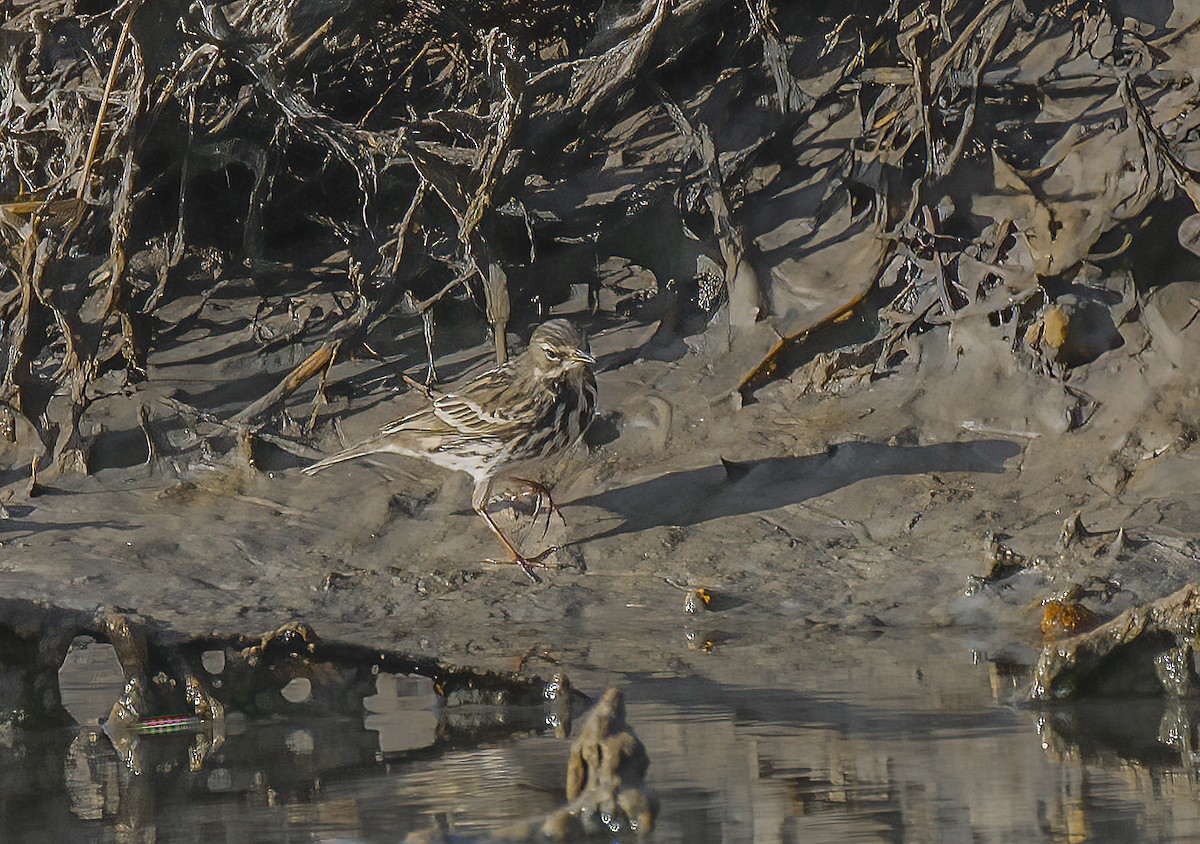 Tree Pipit - ML389153451